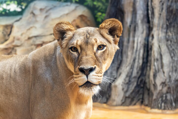 Lioness head portrait looking at camera in zoo © Dmitry