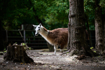 llama in the zoo © smirs