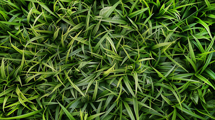 Fototapeta premium Top view of dense green grass and tropical plant leaves texture. Lush exotic foliage pattern background. Natural environment horizontal backdrop or wallpaper