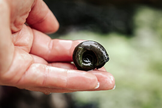 Ramshorn snail on a hand in front of a garden pond, Planorbarius corneus