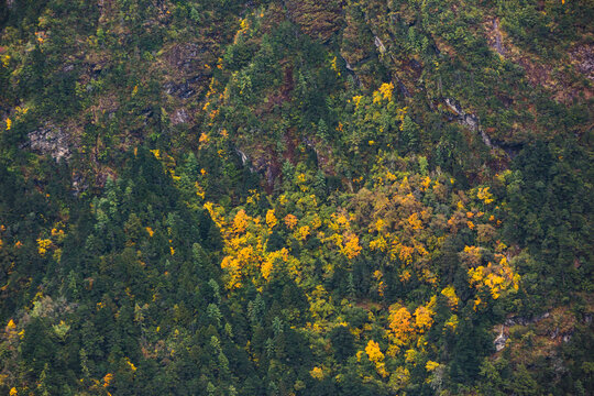 Autumn forest, Himalayan mountains. Nepal