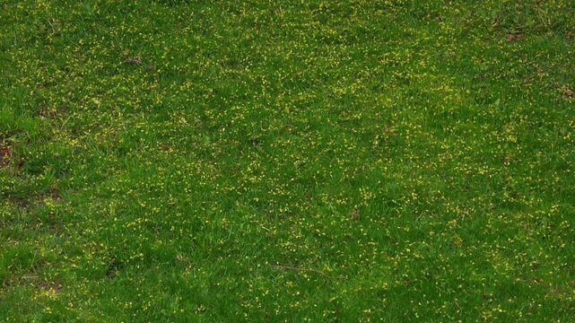 A full-frame view captures a dense carpet of tiny yellow maple blossoms fallen on a lush green grassy yard with heat waves blowing across the shot.
