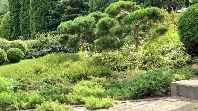 A beautifully landscaped garden featuring niwaki-pruned pine trees, round spherical shrubs, creeping junipers, and lush green foliage along a paved walkway.