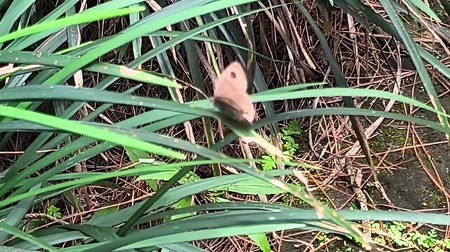 Small brown butterfly with eyespots perched gracefully on tall green grass blades in a lush garden, perfect concept for wildlife biology, insect biodiversity, environmental ecology and natural habitat