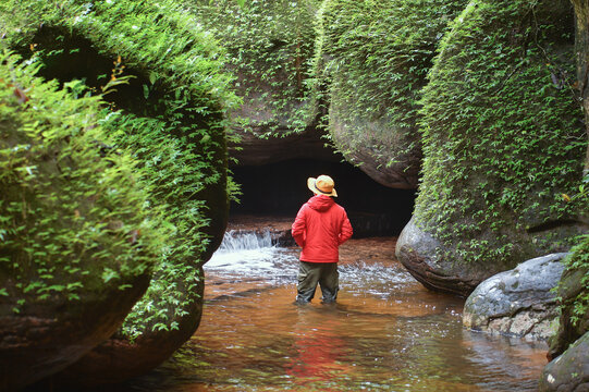 Green moss on sandstone rocks in Kinnaree Waterfall, Bueng Kan P