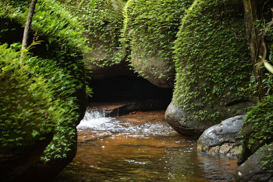 Green moss on sandstone rocks in Kinnaree Waterfall, Bueng Kan P