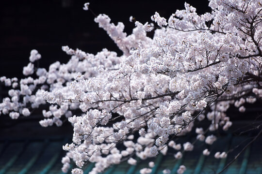 Pretty and lovely pink cherry blossoms wallpaper background