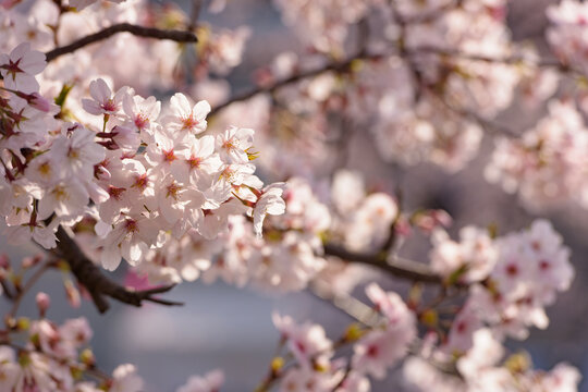 Pretty and lovely pink cherry blossoms wallpaper background