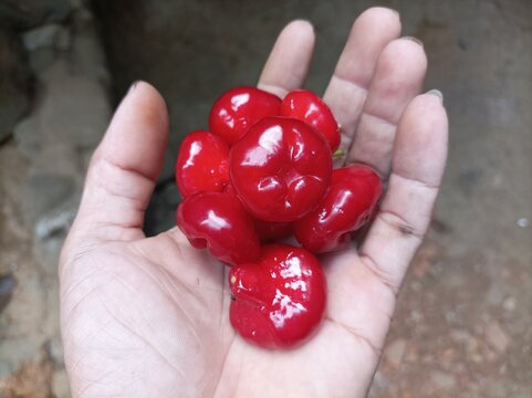 Red water apple (Syzygium aqueum) in hand.