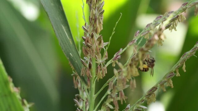 Close-up video of honey bees actively gathering yellow pollen from flowering corn tassels, highlighting natural pollination, agricultural production and biodiversity in a sunlit corn field.