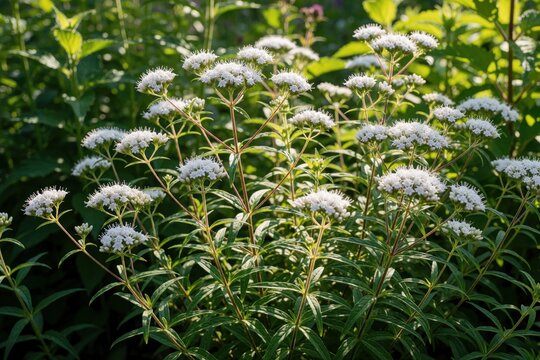 Wild mint plant with small white flowers and green leaves. It grows tall on wiry stems in a garden. Naturalistic setting with sunny outdoor lighting.