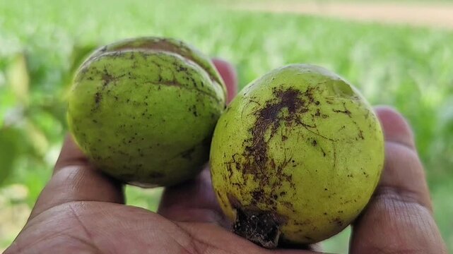 Close-Up of Farmer Holding Fresh Green Guava Fruit in Hand Outdoors