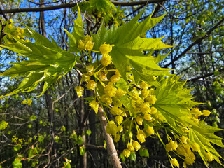 A striking close-up shot of bright yellow Norway maple flowers blossoming alongside tender, glossy green leaves on a tree branch in a spring forest © Alevtina