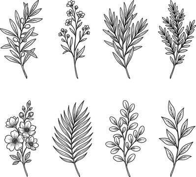 Handdrawn botanical branches collection displaying organic olive twigs palm fronds and meadow wildflower stems vector engraving elements bundle