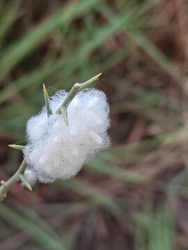 Close-up of White Parasitic Braconid Wasp Cocoons Cluster on Thorny Plant Stem*