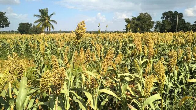 Ripe Sorghum Field Growing Under Sunny Sky on Rural Farm