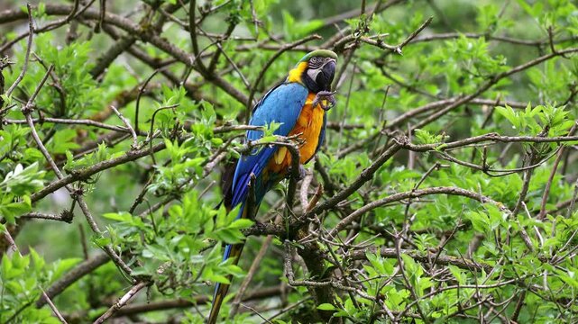 The Blue-and-yellow Macaw, Ara ararauna also known as the blue-and-gold macaw, is a large South American parrot with mostly blue top parts and light orange underparts