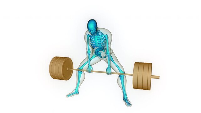 Human Lifting Heavy Barbell with Weights in Sumo Deadlift Anatomy Animation Concept
