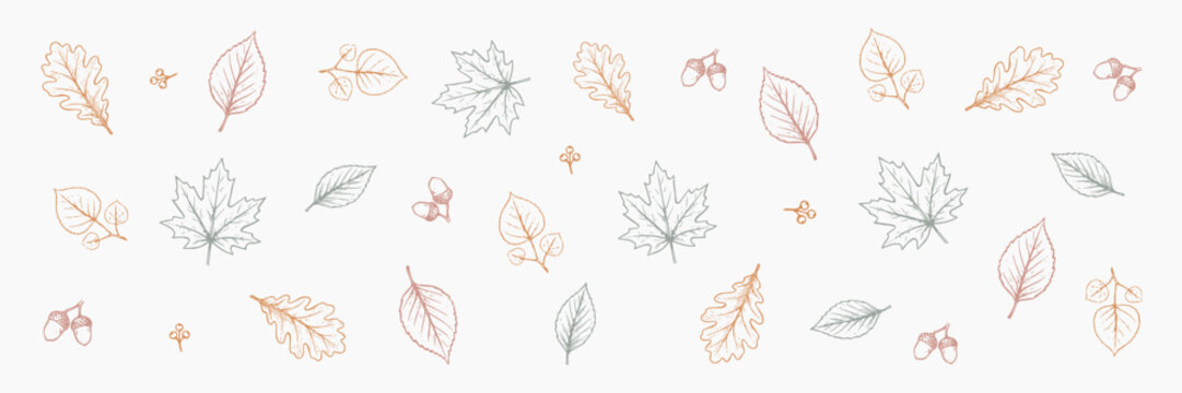 Autumn botanical collection featuring oak leaves, maple leaves, berry branches and acorns in a delicate vintage line art style.