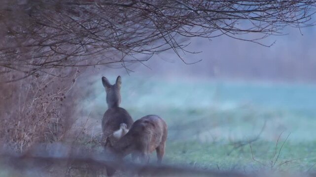 Roe Deer Group Foraging for Food in Frosty Agricultural Landscape, Winter Wildlife Survival in Germany, Adult Deer in 4K