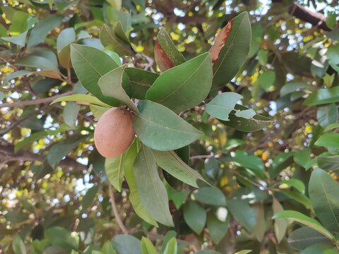  Sapodilla Fruit (Manilkara zapota) Hanging Among Green Leaves