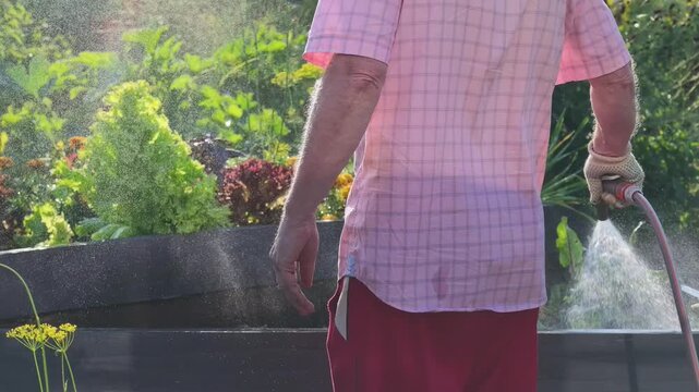 Rear view of elderly man watering green plants and vegetables in raised bed garden