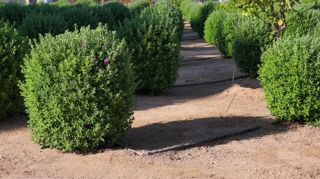 Rows of neatly trimmed green bushes planted in sandy soil with drip irrigation pipes
