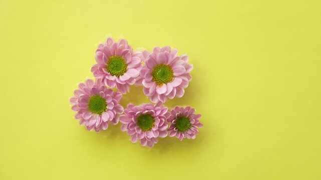 Pink chrysanthemum flower heads floating and drifting slowly on clear water surface