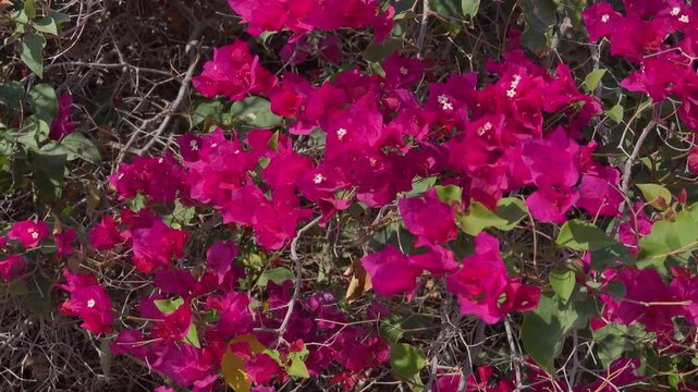 Red desert Bougainvillea plant, Oman