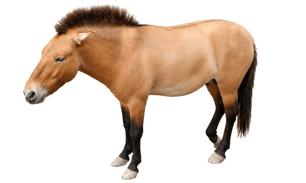 Isolated Full-Body Photo of a Przewalski's Horse (Equus ferus przewalskii)
