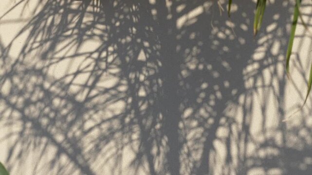 Palm leaf shadows drift across wall, forming abstract silhouette patterns in warm light. Palm frond outlines overlap and shift gently, creating calm tropical texture and layered shadow play.