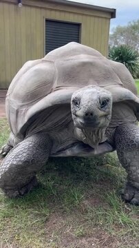 Tortoise Walking Towards the Camera