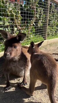 Cute Baby Kangaroo Playing with Its Mother in Wildlife Sanctuary
