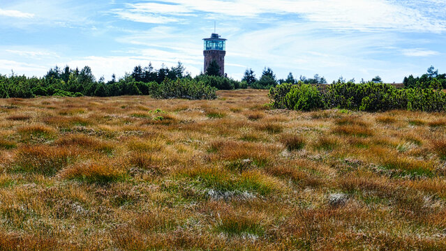 Das Torfmoos auf der Hornisgrinde im Naturpark Nordschwarzwald mit Blick zum Hornisgrinde Turm