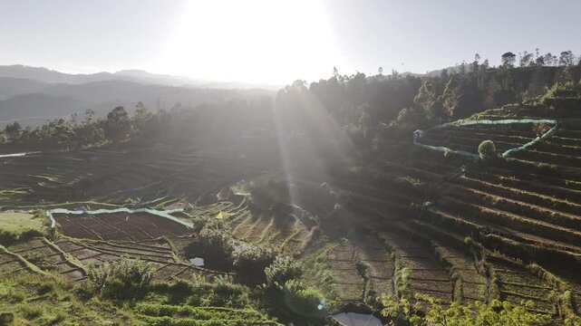 Aerial drone view of terrace garlic farms and stepped agricultural fields glowing in warm sunrise light in Poondi, nestled in the scenic Palani Hills of the Western Ghats, Tamil Nadu, India.