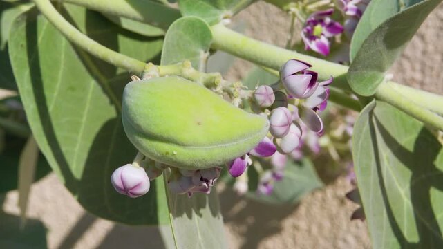 Blooming apple of Sodom (Calotropics procera), in Oman. Flowers, fruits