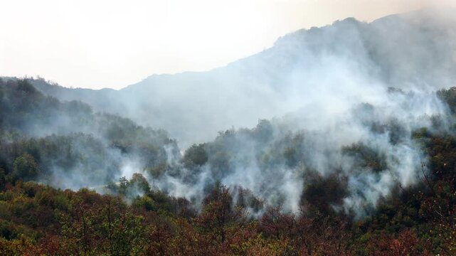 Wildfire Smoke Over Mountain Forest. Smoke drifting over a mountain forest after a wildfire, with trees and hazy hills visible through the smoke.