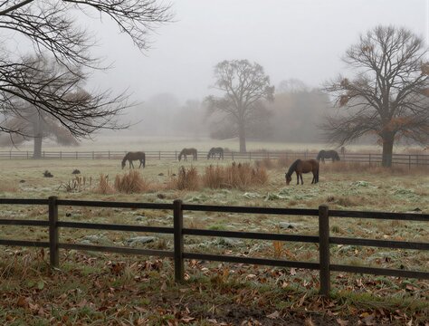 Horses grazing in misty pasture behind wooden fence