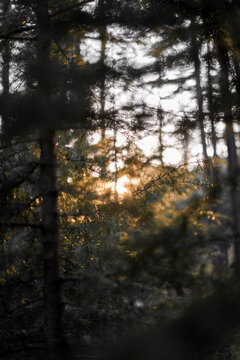 Sun Rays in Forest - Ushu Forest in Pakistan