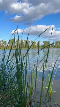 grass and water