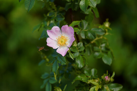 Detailreiche Naturaufnahme einer Hundsrose (Rosa canina) mit einer zart rosafarbenen Bl&uuml;te und auff&auml;lligen gelben Staubbl&auml;ttern.