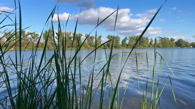 grass and water