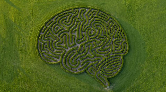 Aerial view of intricate hedge maze shaped like human brain