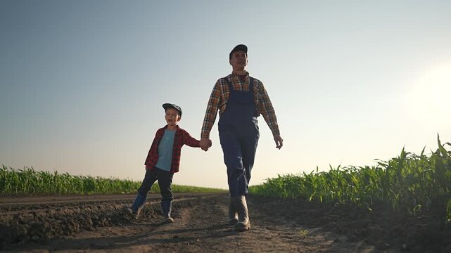 Father and son walk in field holding hands. Father and son walk in field of corn. Father and son holding hands in boots walking through field. Agriculture concept with father and son walking in nature