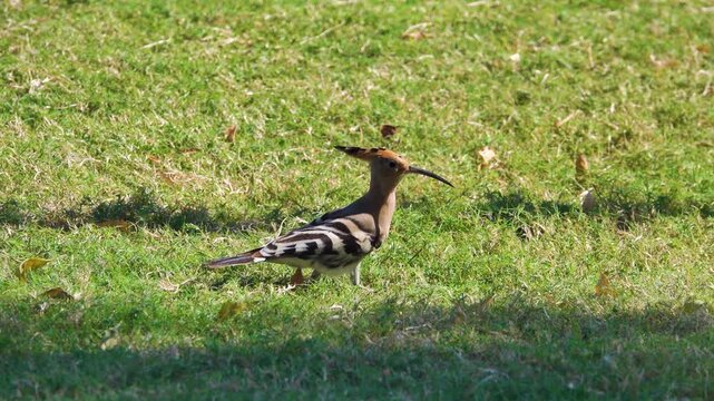 Eurasian hoopoe (Upupa epos major) feeds on the lawn. Oman
