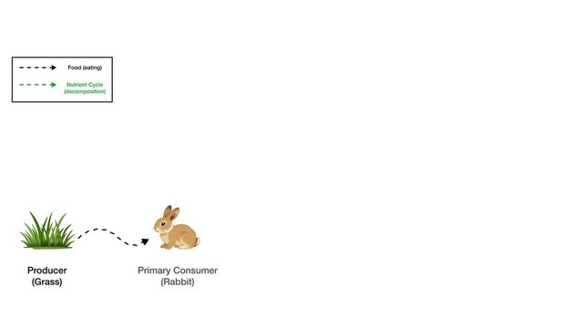 Animation of Educational ecological diagram illustrates nutrient cycle and trophic levels, showcasing interactions between producer, consumers, and fungal decomposer in biological science learning