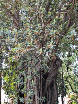 Majestic Ficus Macrophylla Tree Palermo Sicily