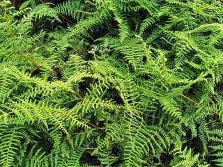 Close Up of Lush Green Fern Leaves in Forest Nature © Aquarius Creative