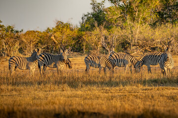 Obraz premium Zebras grazing in groups at sunset in Mara triangle during migration season