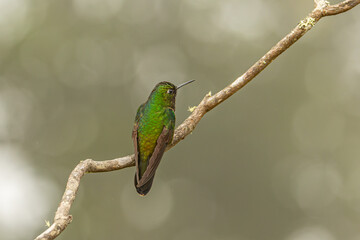 Fototapeta premium Sparkling violetear (Colibri coruscans) Ecuador